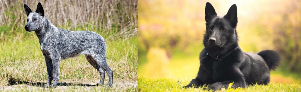 Black Norwegian Elkhound vs Australian Stumpy Tail Cattle Dog - Breed Comparison