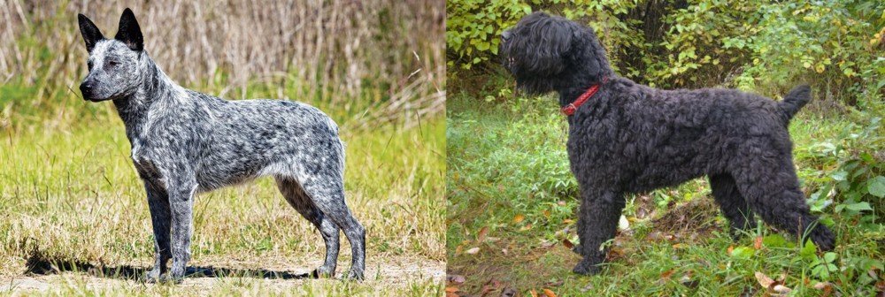Black Russian Terrier vs Australian Stumpy Tail Cattle Dog - Breed Comparison