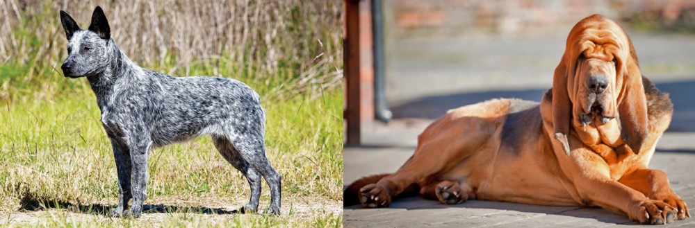 Bloodhound vs Australian Stumpy Tail Cattle Dog - Breed Comparison