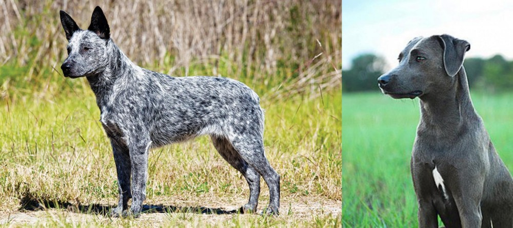 Blue Lacy vs Australian Stumpy Tail Cattle Dog - Breed Comparison