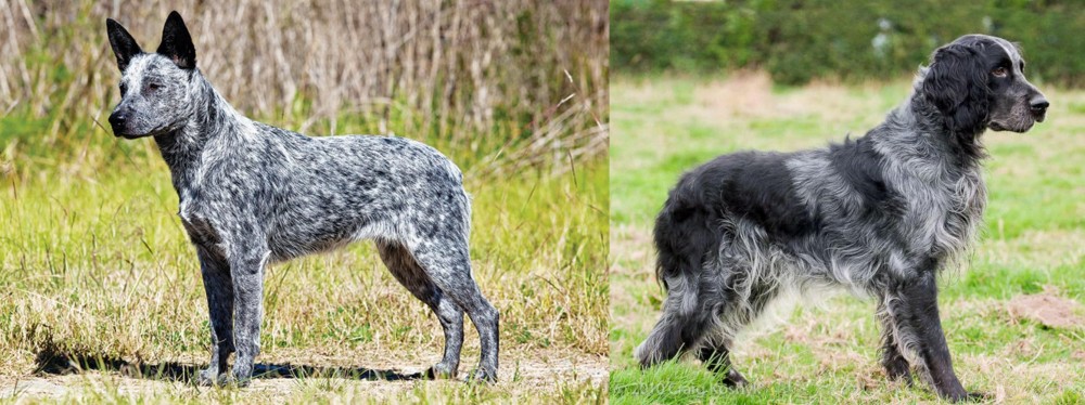 Blue Picardy Spaniel vs Australian Stumpy Tail Cattle Dog - Breed Comparison