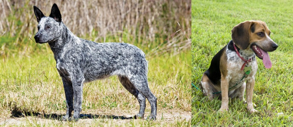 Bluetick Beagle vs Australian Stumpy Tail Cattle Dog - Breed Comparison