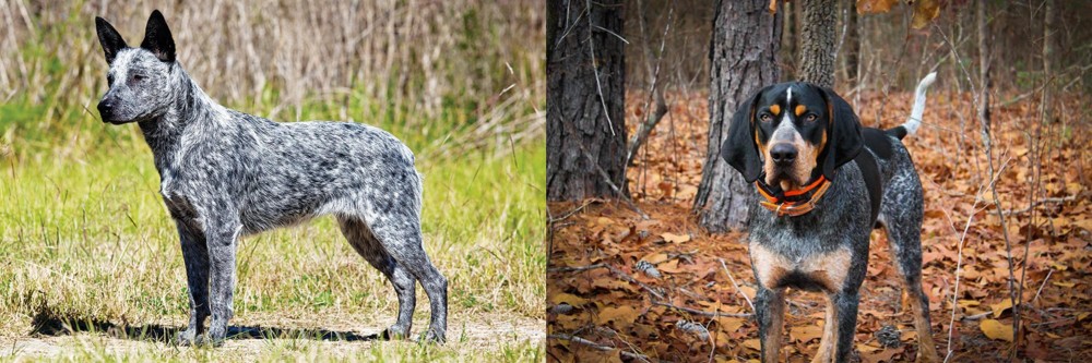 Bluetick Coonhound vs Australian Stumpy Tail Cattle Dog - Breed Comparison