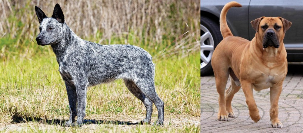 Boerboel vs Australian Stumpy Tail Cattle Dog - Breed Comparison