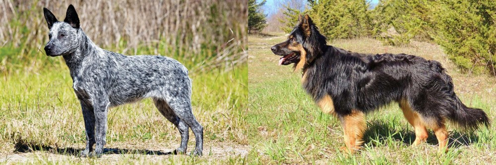 Bohemian Shepherd vs Australian Stumpy Tail Cattle Dog - Breed Comparison