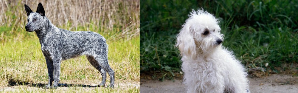 Bolognese vs Australian Stumpy Tail Cattle Dog - Breed Comparison