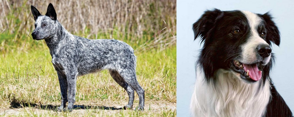 Border Collie vs Australian Stumpy Tail Cattle Dog - Breed Comparison