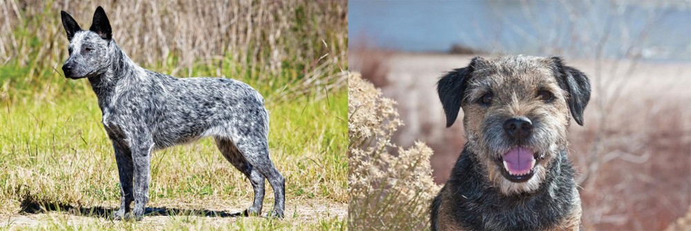 Border Terrier vs Australian Stumpy Tail Cattle Dog - Breed Comparison