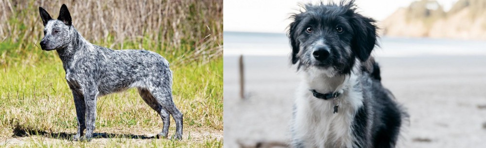 Bordoodle vs Australian Stumpy Tail Cattle Dog - Breed Comparison