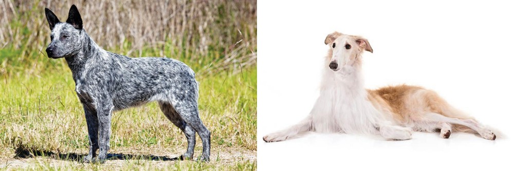 Borzoi vs Australian Stumpy Tail Cattle Dog - Breed Comparison
