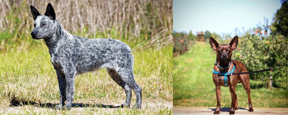 Bospin vs Australian Stumpy Tail Cattle Dog - Breed Comparison