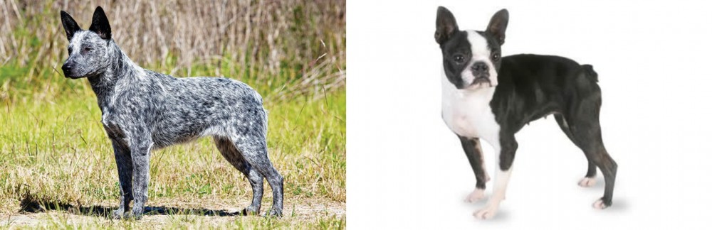Boston Terrier vs Australian Stumpy Tail Cattle Dog - Breed Comparison
