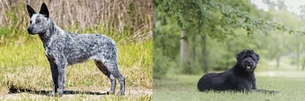 Bouvier des Flandres vs Australian Stumpy Tail Cattle Dog - Breed Comparison