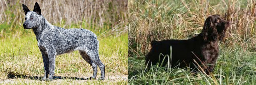 Boykin Spaniel vs Australian Stumpy Tail Cattle Dog - Breed Comparison