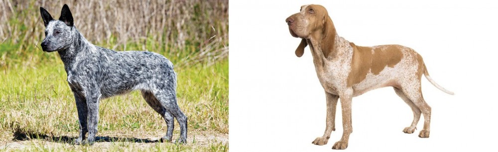 Bracco Italiano vs Australian Stumpy Tail Cattle Dog - Breed Comparison