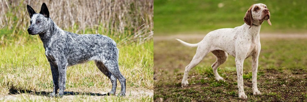 Braque du Bourbonnais vs Australian Stumpy Tail Cattle Dog - Breed Comparison