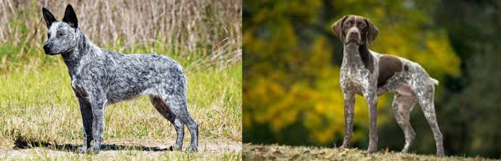 Braque Francais (Gascogne Type) vs Australian Stumpy Tail Cattle Dog - Breed Comparison