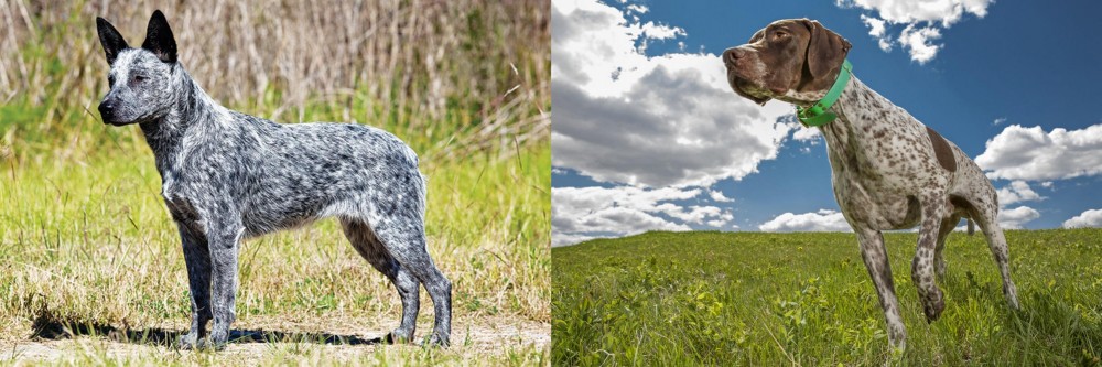 Braque Francais (Pyrenean Type) vs Australian Stumpy Tail Cattle Dog - Breed Comparison
