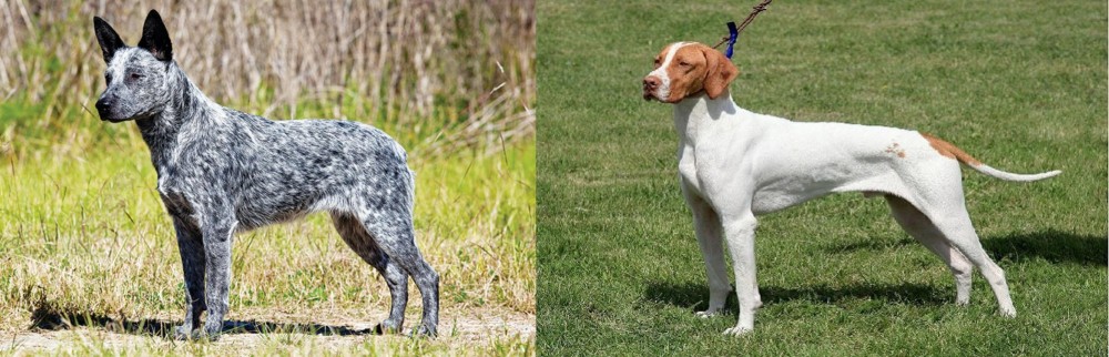 Braque Saint-Germain vs Australian Stumpy Tail Cattle Dog - Breed Comparison