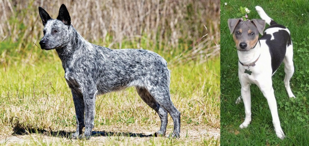 Brazilian Terrier vs Australian Stumpy Tail Cattle Dog - Breed Comparison