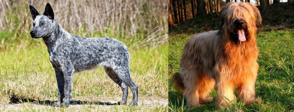 Briard vs Australian Stumpy Tail Cattle Dog - Breed Comparison