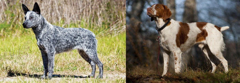 Brittany vs Australian Stumpy Tail Cattle Dog - Breed Comparison