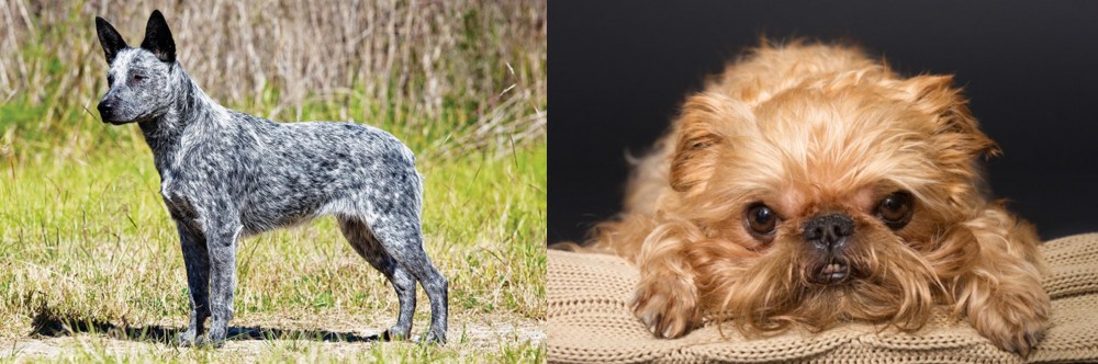 Brug vs Australian Stumpy Tail Cattle Dog - Breed Comparison