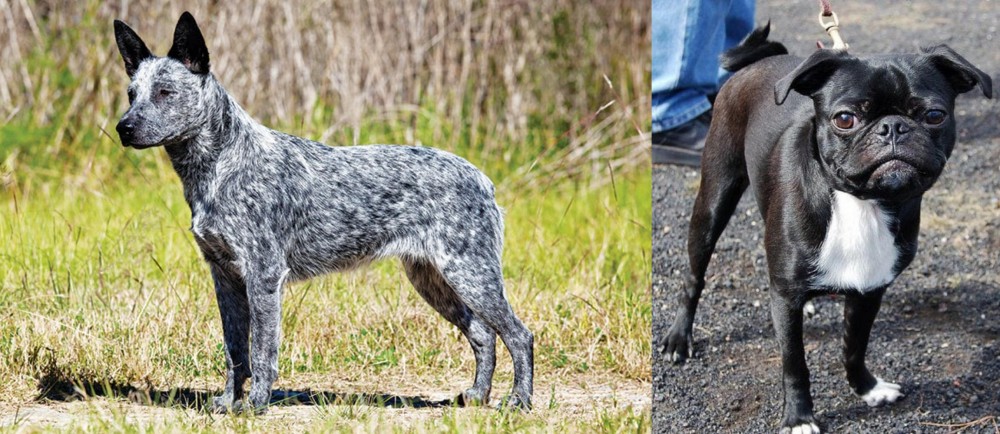 Bugg vs Australian Stumpy Tail Cattle Dog - Breed Comparison