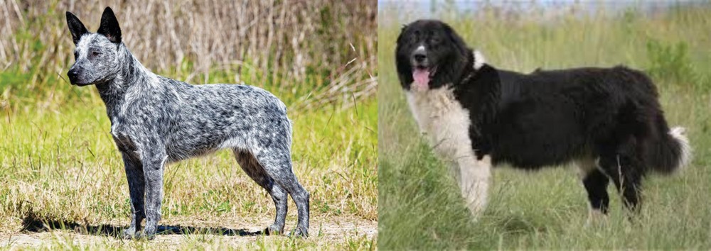 Bulgarian Shepherd vs Australian Stumpy Tail Cattle Dog - Breed Comparison
