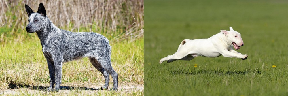 Bull Terrier vs Australian Stumpy Tail Cattle Dog - Breed Comparison