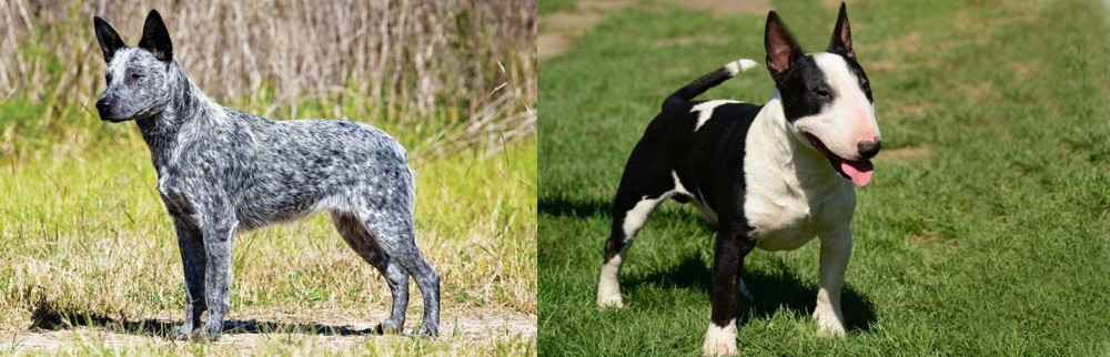 Bull Terrier Miniature vs Australian Stumpy Tail Cattle Dog - Breed Comparison
