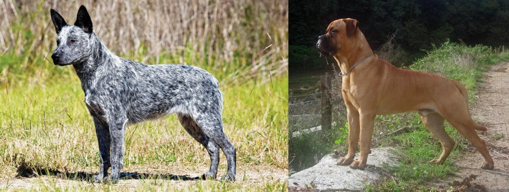 Bullmastiff vs Australian Stumpy Tail Cattle Dog - Breed Comparison