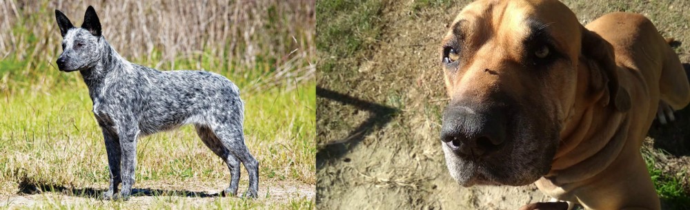 Cabecudo Boiadeiro vs Australian Stumpy Tail Cattle Dog - Breed Comparison