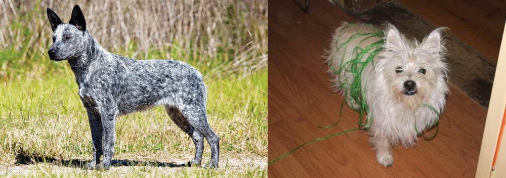 Cairland Terrier vs Australian Stumpy Tail Cattle Dog - Breed Comparison