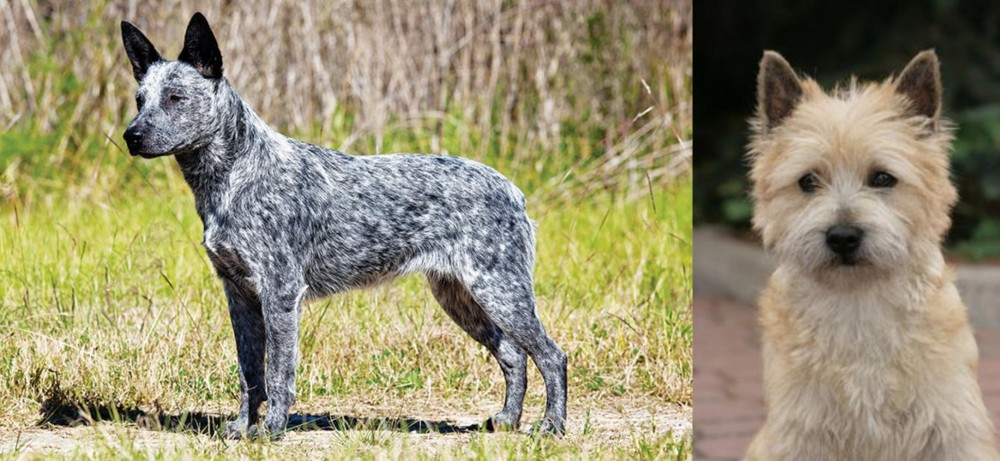 Cairn Terrier vs Australian Stumpy Tail Cattle Dog - Breed Comparison