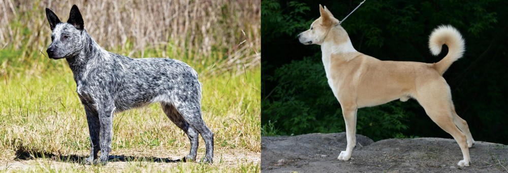 Canaan Dog vs Australian Stumpy Tail Cattle Dog - Breed Comparison