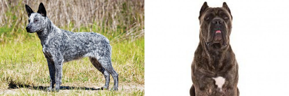 Cane Corso vs Australian Stumpy Tail Cattle Dog - Breed Comparison