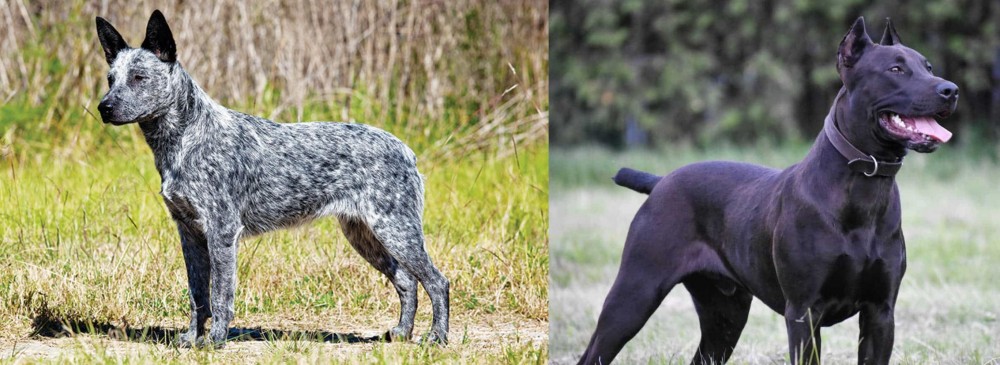 Canis Panther vs Australian Stumpy Tail Cattle Dog - Breed Comparison
