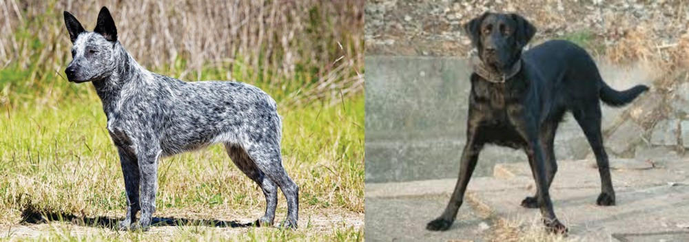 Cao de Castro Laboreiro vs Australian Stumpy Tail Cattle Dog - Breed Comparison