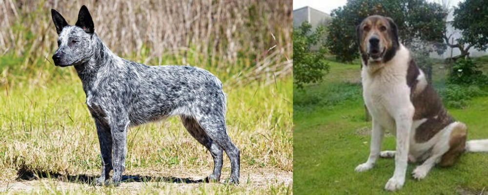 Cao de Gado Transmontano vs Australian Stumpy Tail Cattle Dog - Breed Comparison