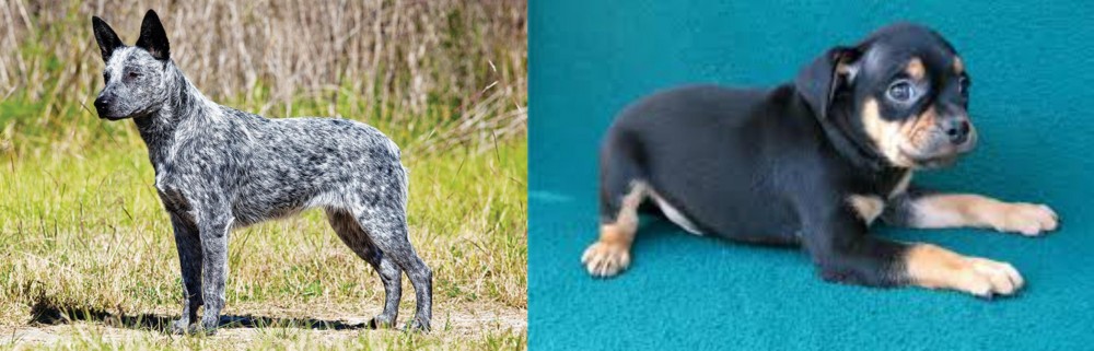 Carlin Pinscher vs Australian Stumpy Tail Cattle Dog - Breed Comparison