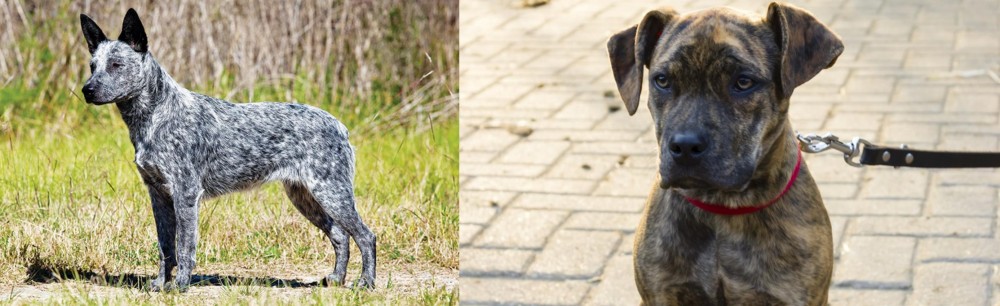 Catahoula Bulldog vs Australian Stumpy Tail Cattle Dog - Breed Comparison