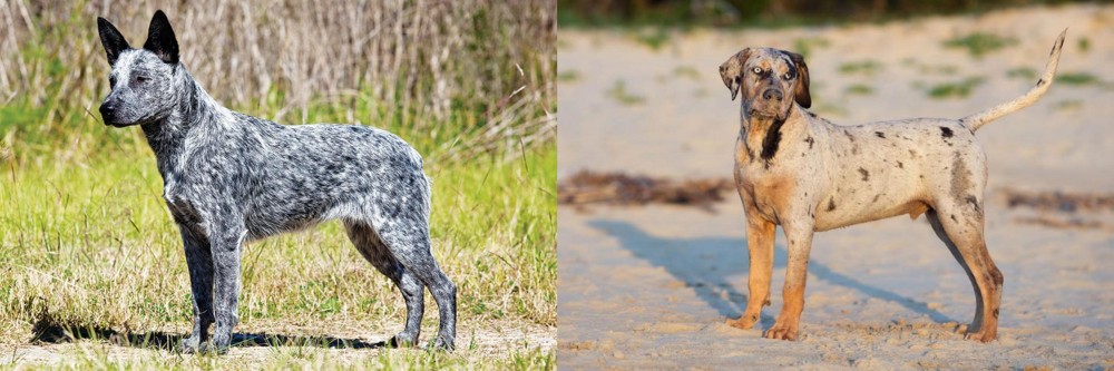 Catahoula Cur vs Australian Stumpy Tail Cattle Dog - Breed Comparison