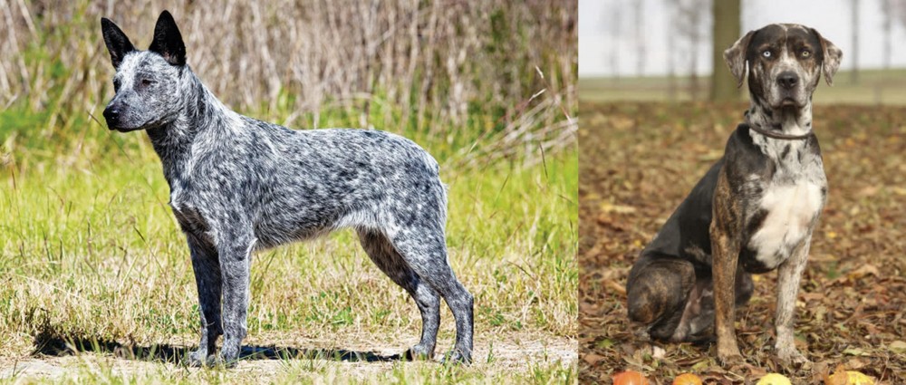Catahoula Leopard vs Australian Stumpy Tail Cattle Dog - Breed Comparison