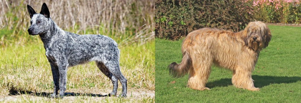 Catalan Sheepdog vs Australian Stumpy Tail Cattle Dog - Breed Comparison