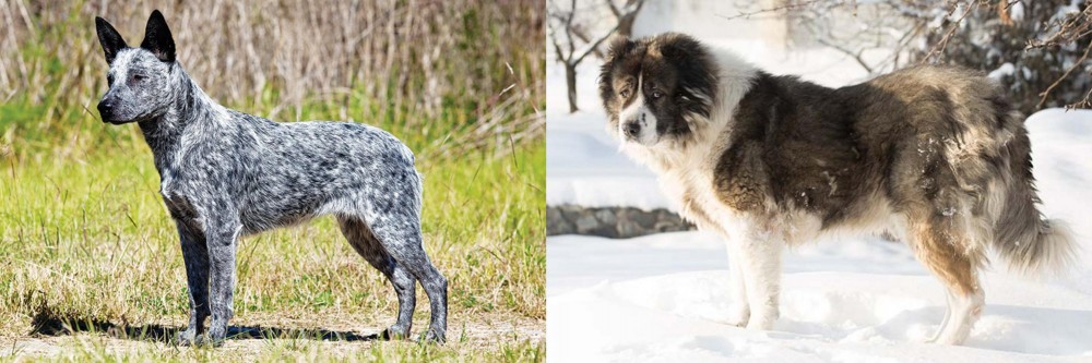 Caucasian Shepherd vs Australian Stumpy Tail Cattle Dog - Breed Comparison