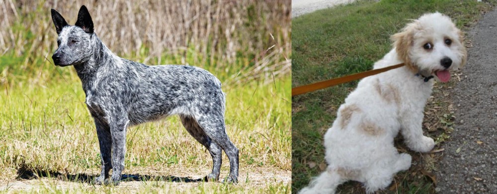 Cavachon vs Australian Stumpy Tail Cattle Dog - Breed Comparison