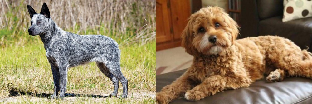 Cavapoo vs Australian Stumpy Tail Cattle Dog - Breed Comparison