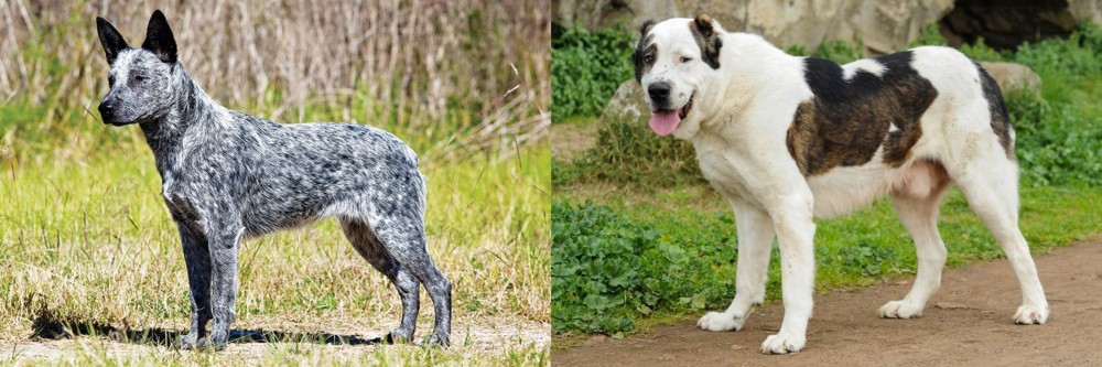 Central Asian Shepherd vs Australian Stumpy Tail Cattle Dog - Breed Comparison