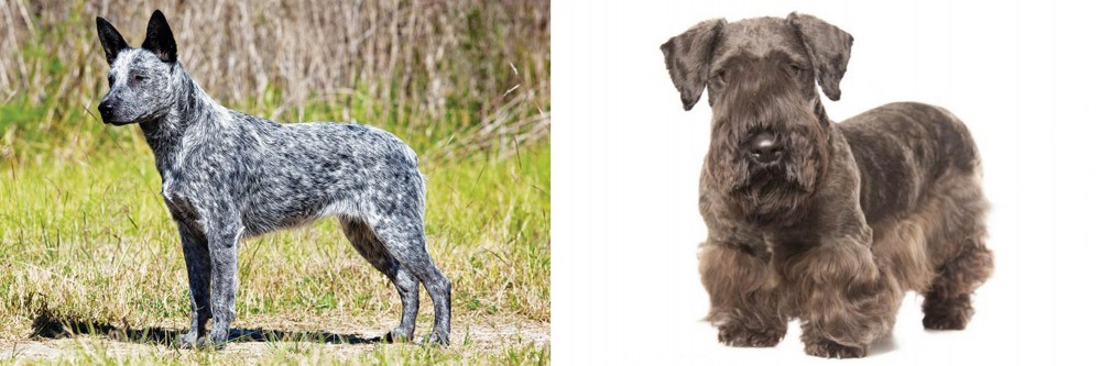 Cesky Terrier vs Australian Stumpy Tail Cattle Dog - Breed Comparison